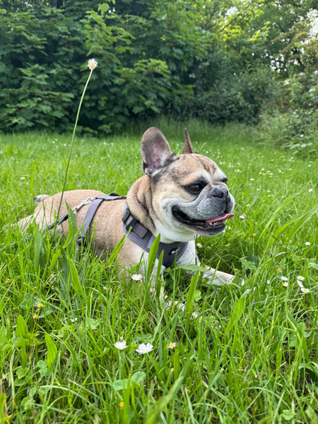 Hund liegt entspannt im Gras.
